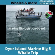 Next Dyer Island Marine Big 5 Tour: 9 November 2021