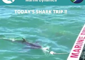Next Marine Dynamics Shark Cage Diving Trip: 10 November 2021