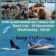 Next Dyer Island Marine Big 5 Tour: 10 November 2021