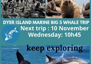 Next Dyer Island Marine Big 5 Tour: 10 November 2021