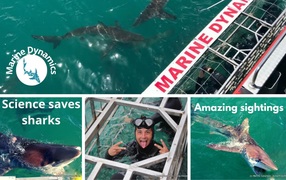 Next Marine Dynamics Shark Cage Diving Trip: 11 November 2021