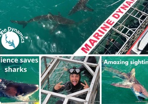 Next Marine Dynamics Shark Cage Diving Trip: 11 November 2021