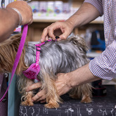 Acessory Fitting - The Pet Grocer - Xplorio™ Gansbaai