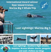 Next Dyer Island Marine Big 5 Tour: 12 November 2021