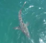 Next Marine Dynamics Shark Cage Diving Trip: 13 November 2021