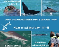 Next Dyer Island Marine Big 5 Tour: 13 November 2021