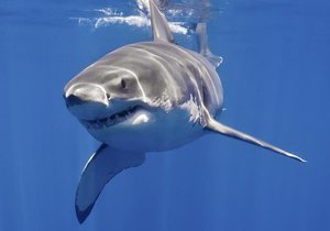 No To Great Whites - Gansbaai Daily News