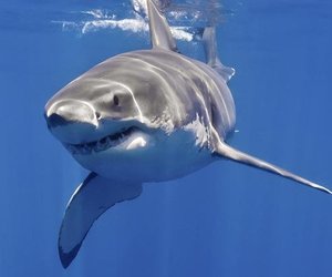 No To Great Whites - Gansbaai Daily News