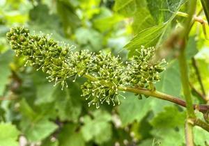 Sugar and Spice - Flowering Part 1