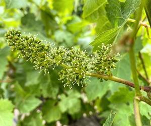 Sugar and Spice - Flowering Part 1