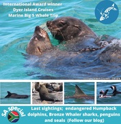 Next Dyer Island Marine Big 5 Tour: 19 November 2021