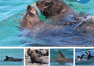 Next Dyer Island Marine Big 5 Tour: 19 November 2021