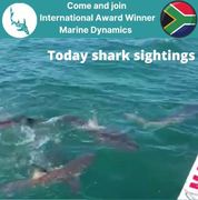 Next Marine Dynamics Shark Cage Diving Trip: 19 November 2021