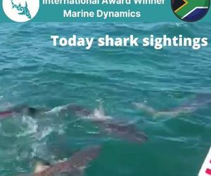 Next Marine Dynamics Shark Cage Diving Trip: 19 November 2021