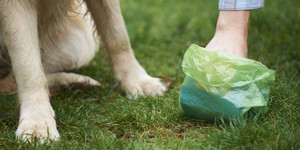 Dogs on leashes please