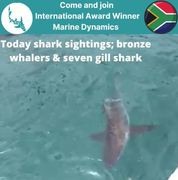 Next Marine Dynamics Shark Cage Diving Trip: 23 November 2021