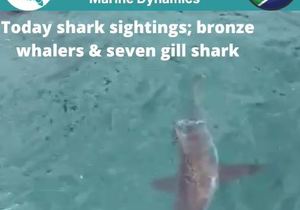 Next Marine Dynamics Shark Cage Diving Trip: 23 November 2021