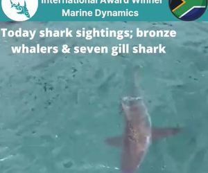 Next Marine Dynamics Shark Cage Diving Trip: 23 November 2021