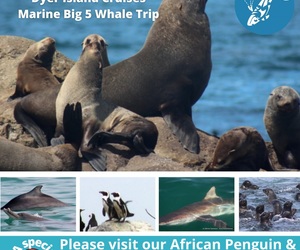 Next Dyer Island Marine Big 5 Tour: 23 November 2021