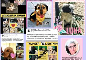 BARC Animal Welfare November 2021 Newsletter