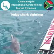 Next Marine Dynamics Shark Cage Diving Trip: 24 November 2021