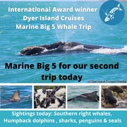 Next Dyer Island Marine Big 5 Tour: 24 November 2021