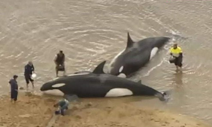 Free Willy For Real - Daily Gansbaai News