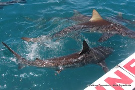 Daily Blog: 23 November 2021 | Shark Cage Diving in South Africa