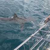 Shark Cage Diving - White Shark Projects - Xplorio™ Gansbaai
