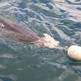 Shark Cage Diving - White Shark Projects - Xplorio™ Gansbaai