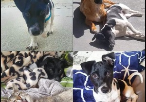 The Pet Grocer Gives Discount On Pet Food Bought For BARC 