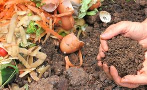 Homemade organic fertilisers for your garden