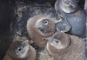 An Urgent Call To Help Rescue Endangered African Penguin Chicks
