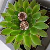 New Items - Lili & Co - Xplorio™ Kleinmond