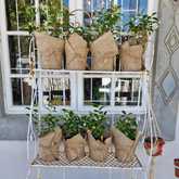 New Items - Lili & Co - Xplorio™ Kleinmond