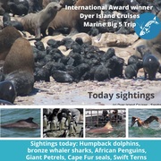 Next Dyer Island Marine Big 5 Tour: 2 December 2021