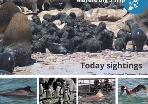 Next Dyer Island Marine Big 5 Tour: 2 December 2021