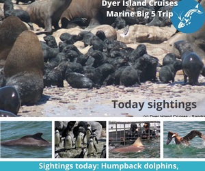 Next Dyer Island Marine Big 5 Tour: 2 December 2021