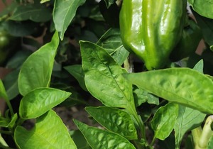 Organic Herbs and Vegetables in our Garden