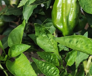 Organic Herbs and Vegetables in our Garden
