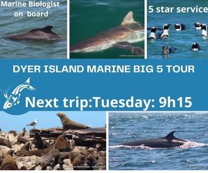 Next Dyer Island Marine Big 5 Tour: 7 December 2021