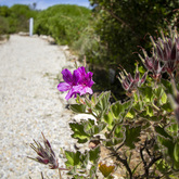 Paths Between Fynbos - Pearly Beach Conservancy - Xplorio™ Gansbaai