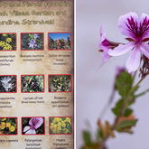 Fynbos - Pearly Beach Conservancy - Xplorio™ Gansbaai