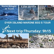 Next Dyer Island Marine Big 5 Tour: 9 December 2021