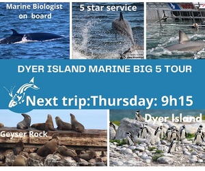 Next Dyer Island Marine Big 5 Tour: 9 December 2021