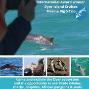 Next Dyer Island Marine Big 5 Tour: 10 December 2021