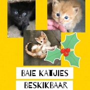 Kittens up for adoption