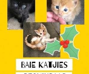 Kittens up for adoption