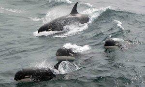 Possible New Cetacean Discovered - Gansbaai Daily News