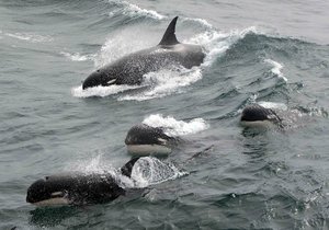 Possible New Cetacean Discovered - Gansbaai Daily News